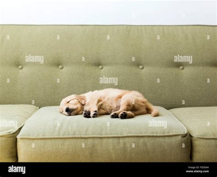 Is it OK for dog to sleep on couch?