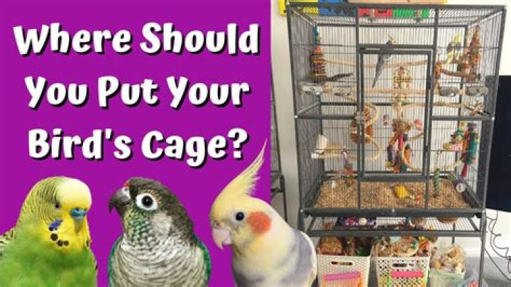 Is it OK to keep a bird in your bedroom?