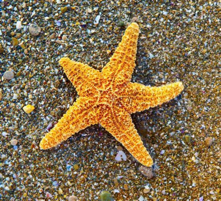 Is it OK to pick up a starfish?