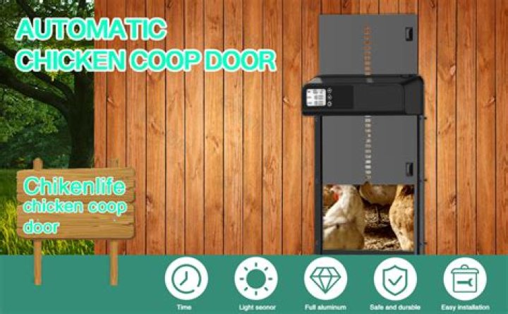 Is it okay to leave chicken coop door open overnight?