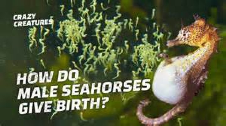 Is it painful for seahorses to give birth?