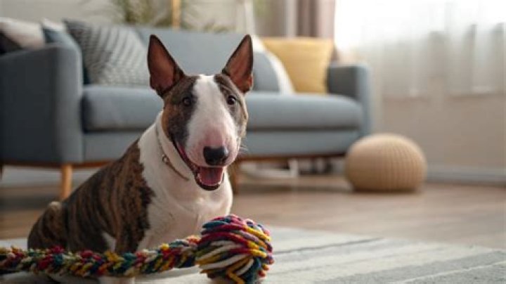 Is kibble hard to digest?