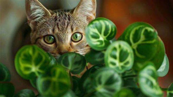 Is money plant toxic to cats?