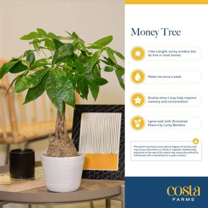 Is money tree indoor or outdoor plant?