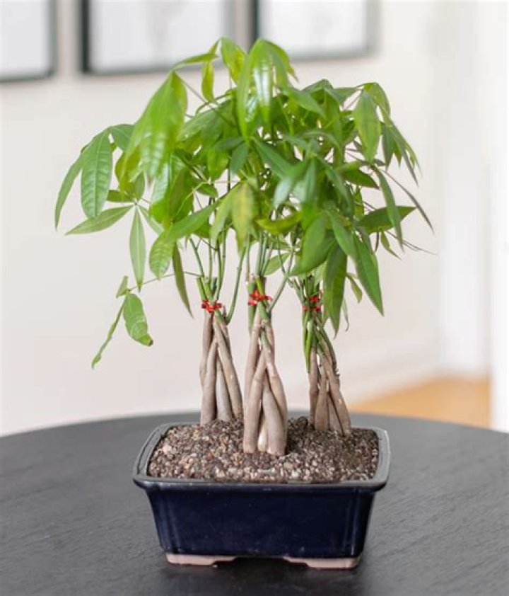 Is money tree toxic to dogs?