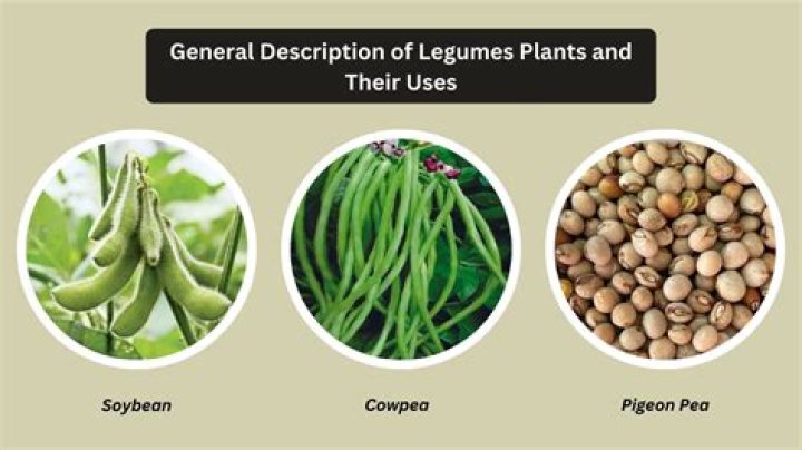 Is Mushroom a legume?