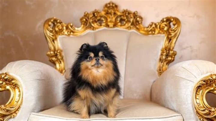 Is Nathan's hot dogs owned by a Chinese company?