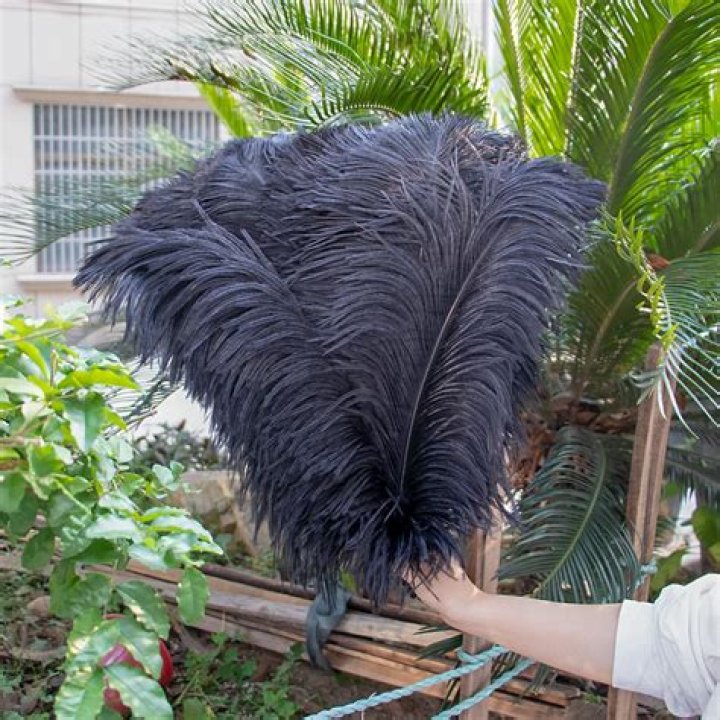 Is ostrich feathers cruel?