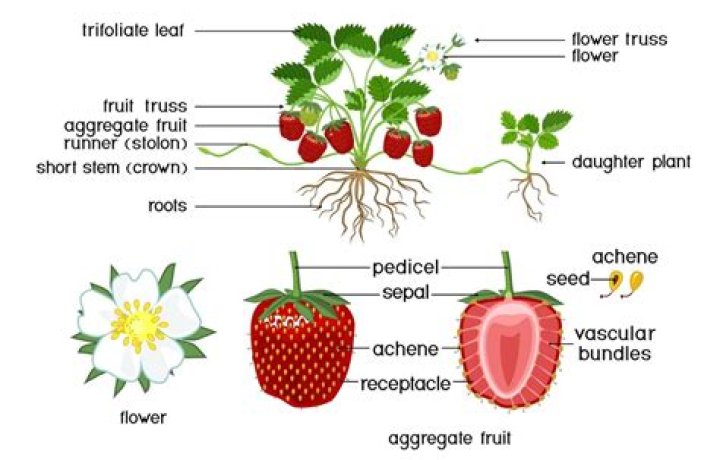 Is strawberry a false fruit?