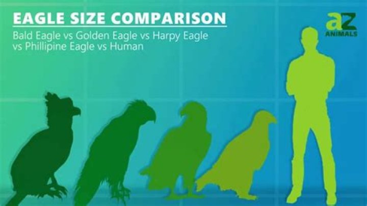 Is the eagle the strongest bird?