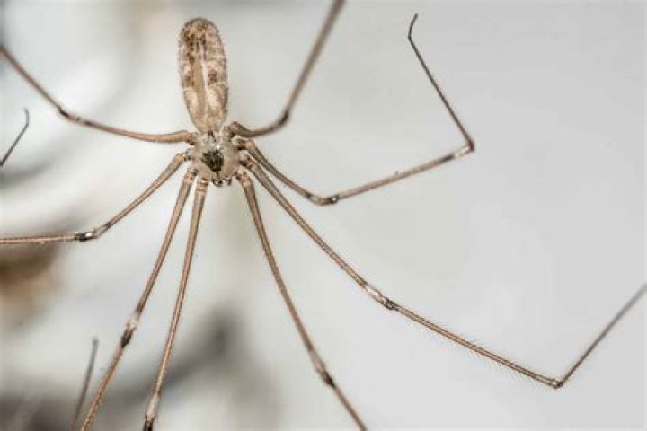 Is there a Mommy long legs spider?