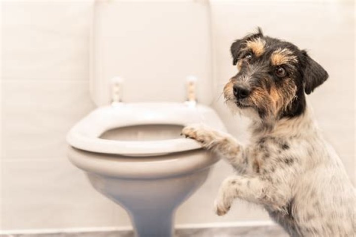 Should dogs drink from toilet?