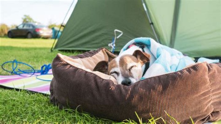 Should dogs sleep outside?