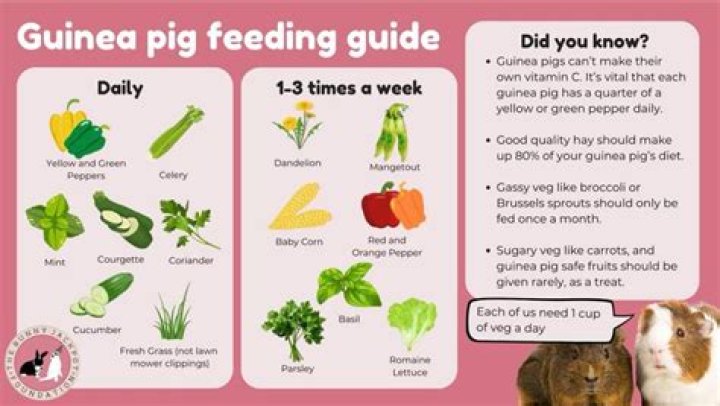 Should I feed my guinea pig vegetables everyday?