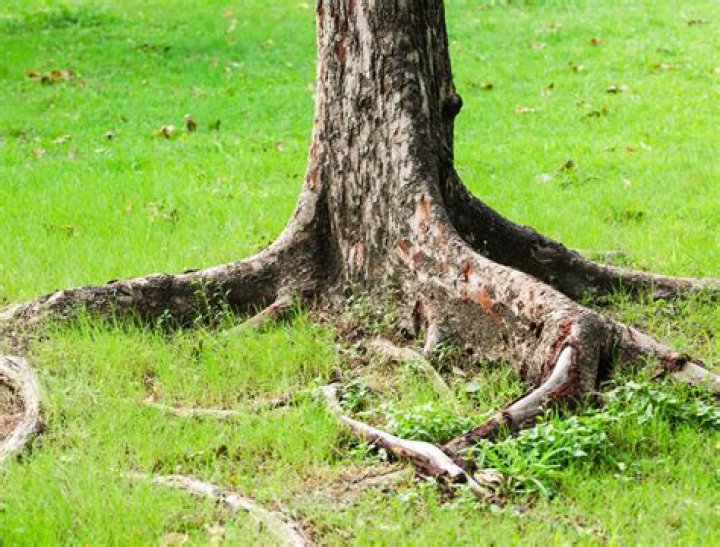 Should I leave tree roots in the ground?