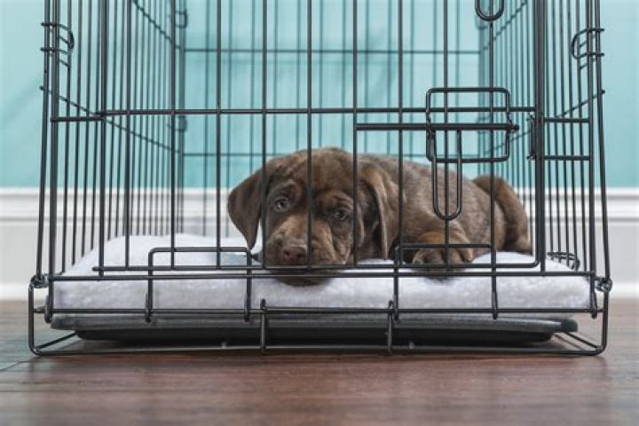 Should I leave water in my puppy crate while at work?