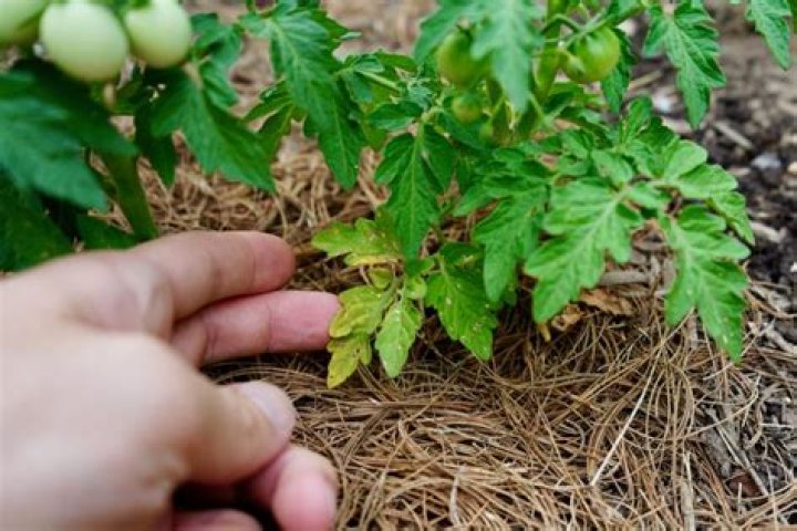 Should I remove the lower leaves on a tomato plant?