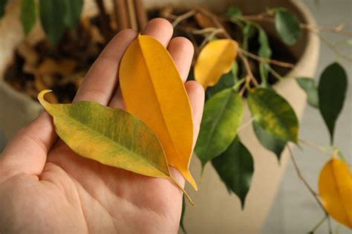 Should I remove yellow leaves from Devils Ivy?