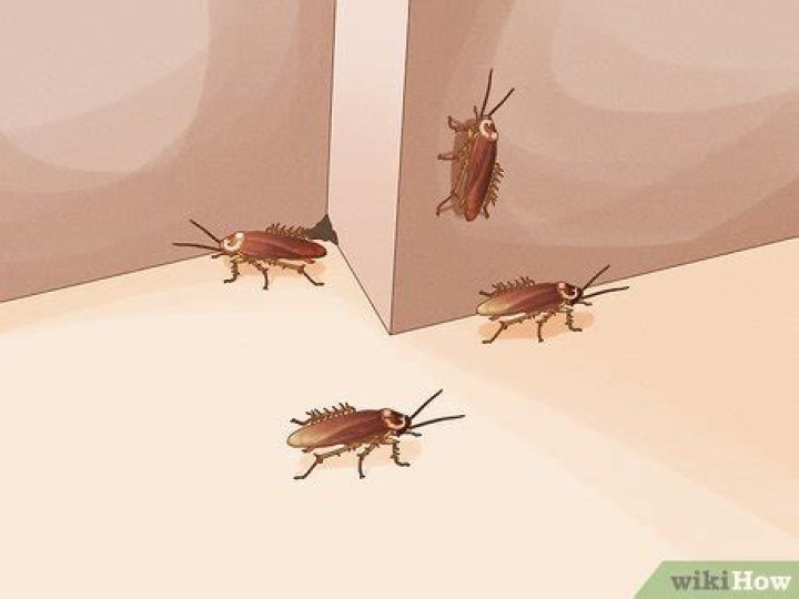 Should I tell my landlord if I see a cockroach?