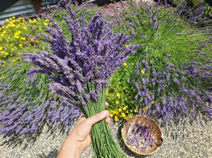 Should lavender be cut back in the fall?