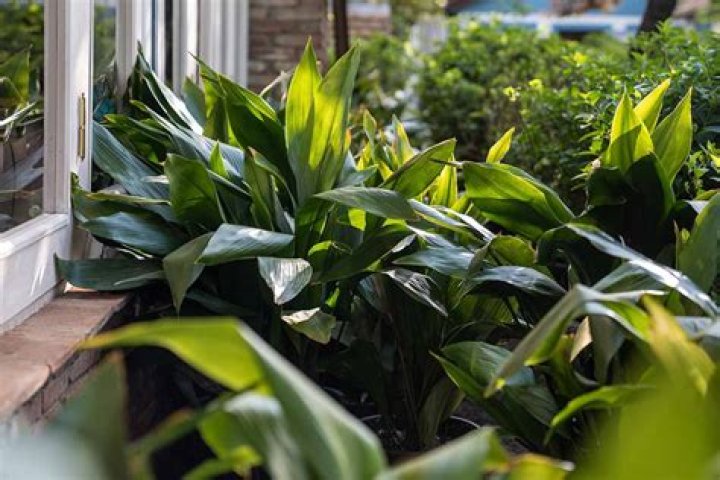 Should mums be in full sun?