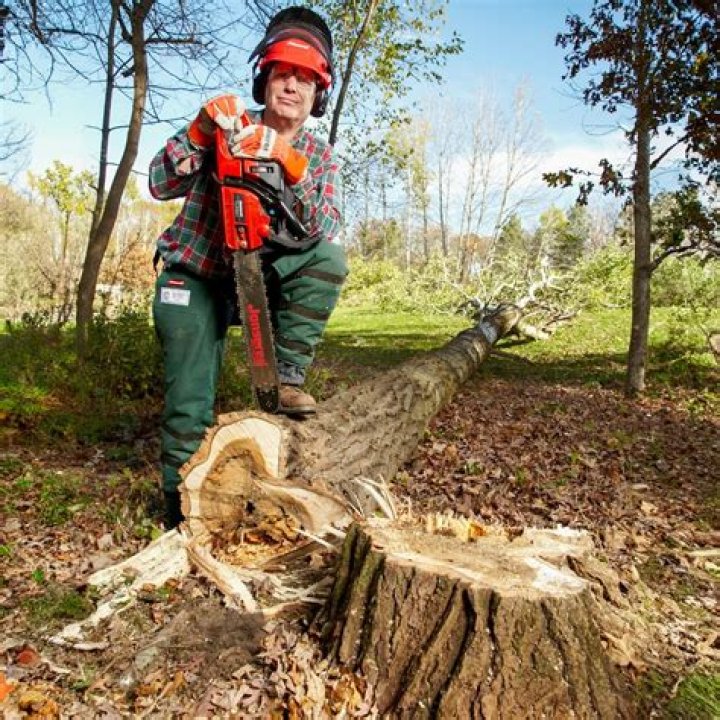 Should we cut trees or not?