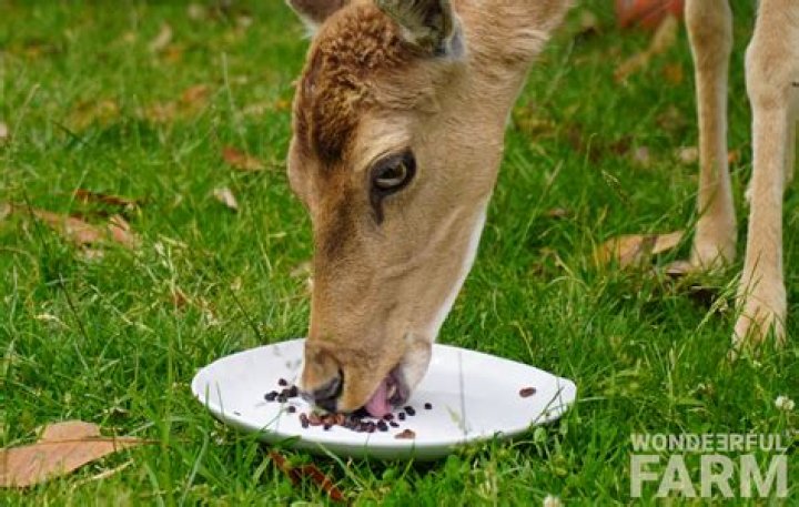Should you feed wild deer?