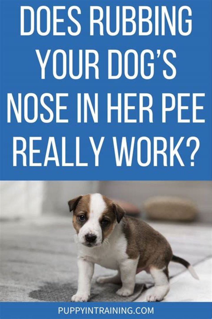 Should you rub a puppy's nose in pee?