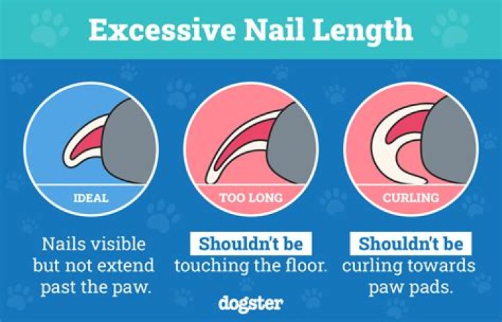 Should you take your dog out in the middle of the night?