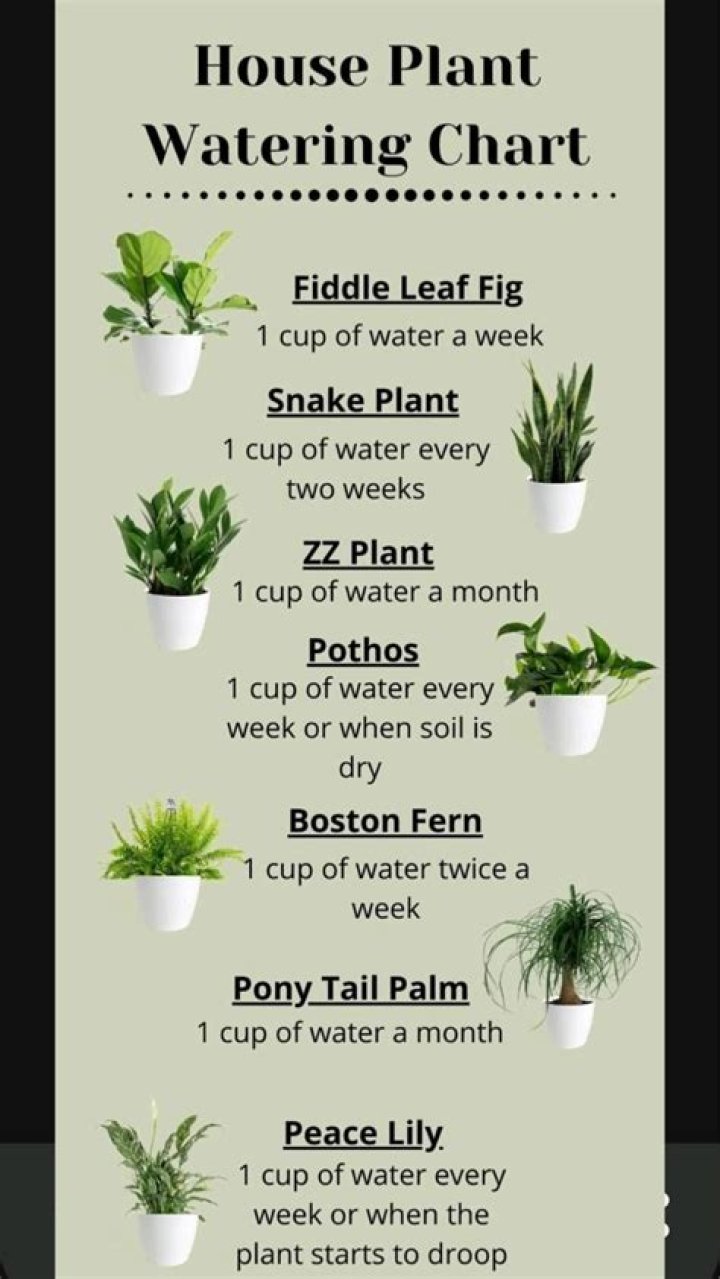 Should you water houseplants from top or bottom?