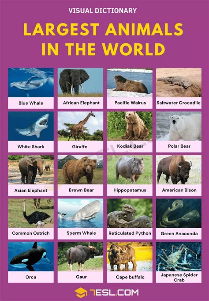 What's the biggest wild animal in the UK?