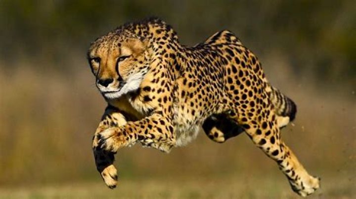 What's the fastest big cat?