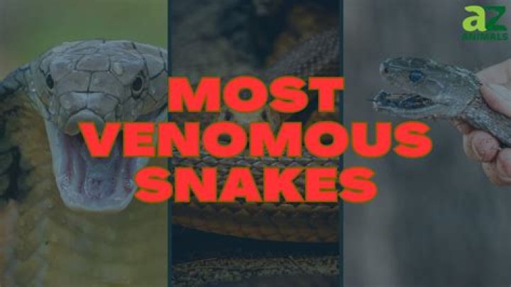 What's the most venomous snake in the US?