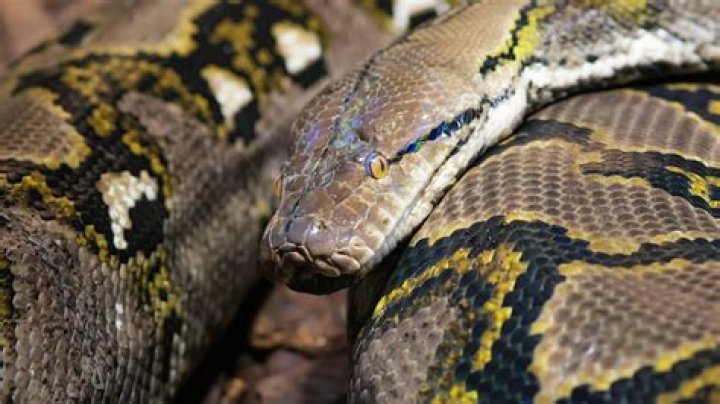 What animal can swallow a human whole?