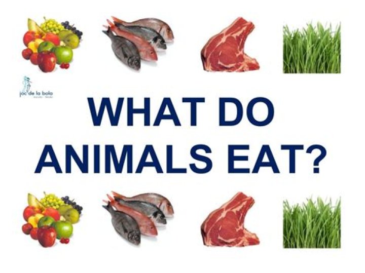 What animal does not eat?