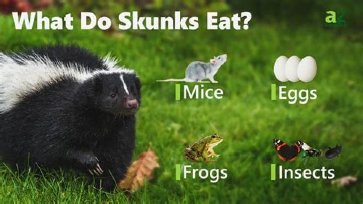 What animal eats skunks?