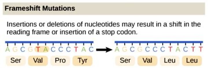 What are 2 types of frameshift mutations?