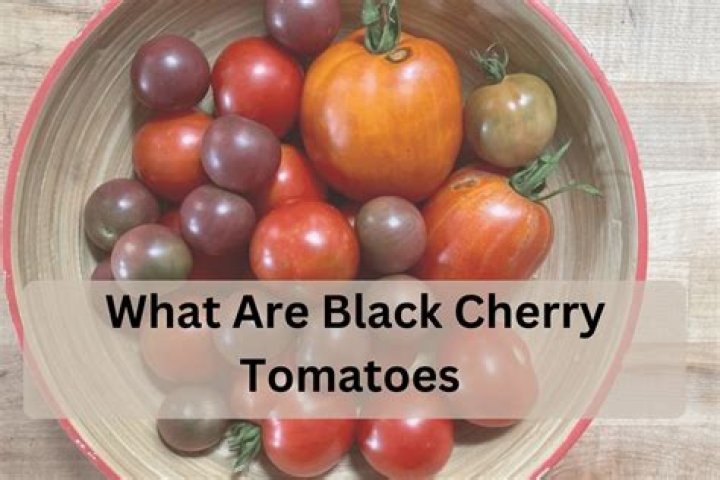 What are black cherry tomatoes?