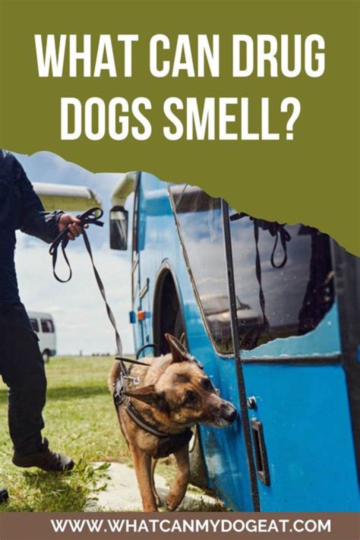 What are drug dogs looking for?