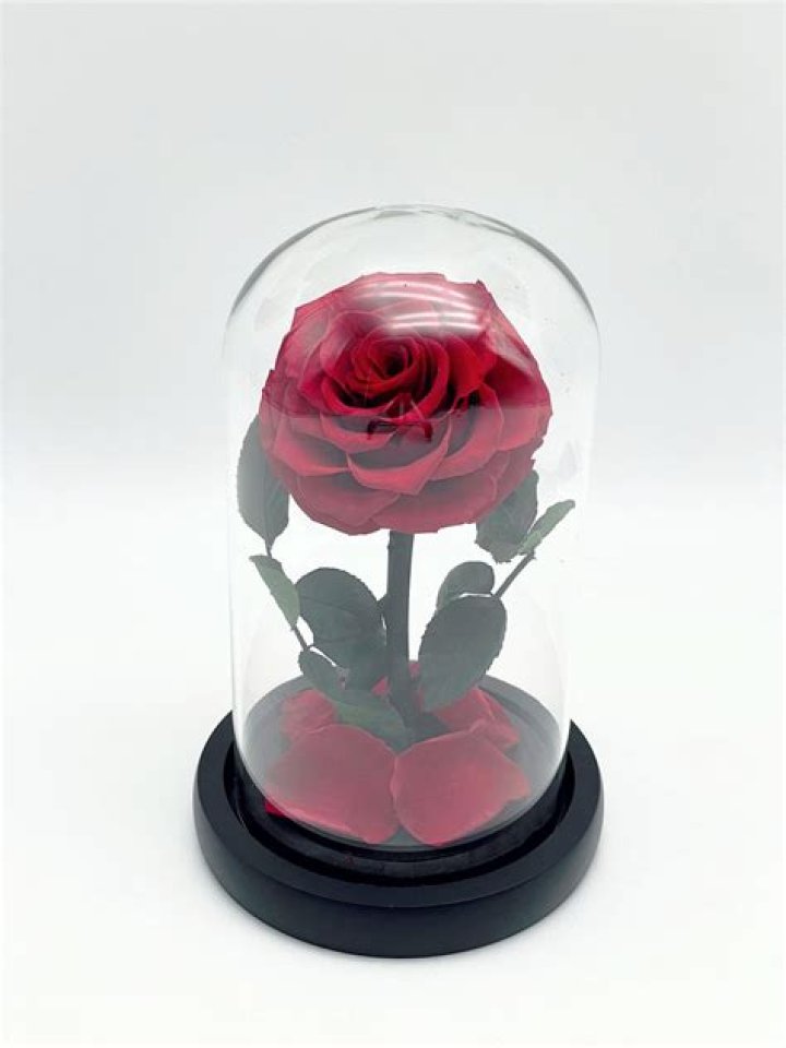 What are everlasting roses?