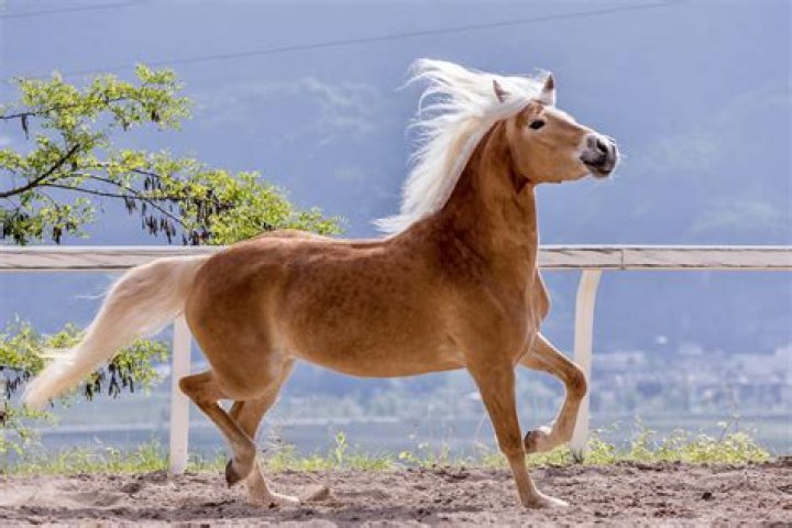 What are Haflingers like to ride?