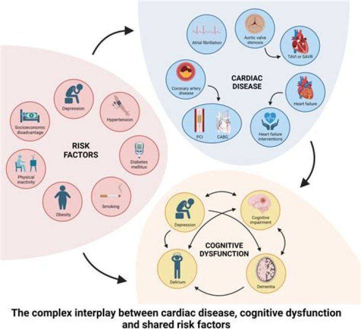 What are the 3 specific diseases that cause cognitive decline in the elderly?