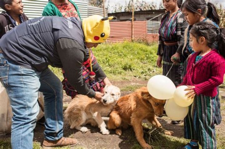 What are the chances a dog has rabies?