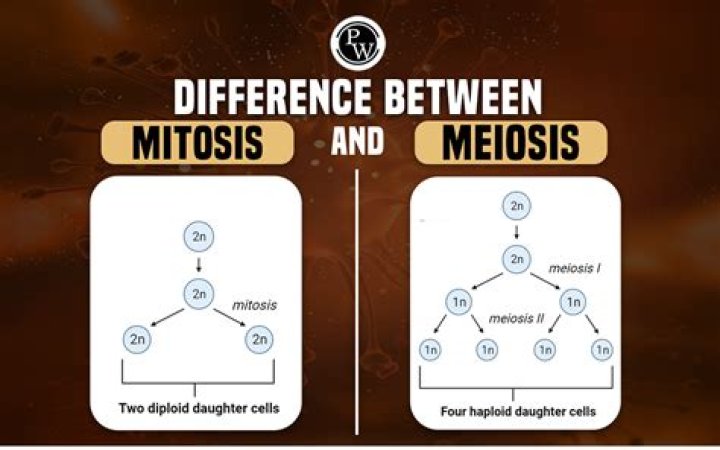 What are the differences between meiosis and mitosis How do these differences support the purpose of each?