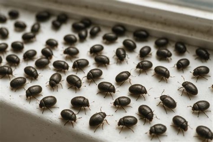 What are the little black bugs in my chicken coop?