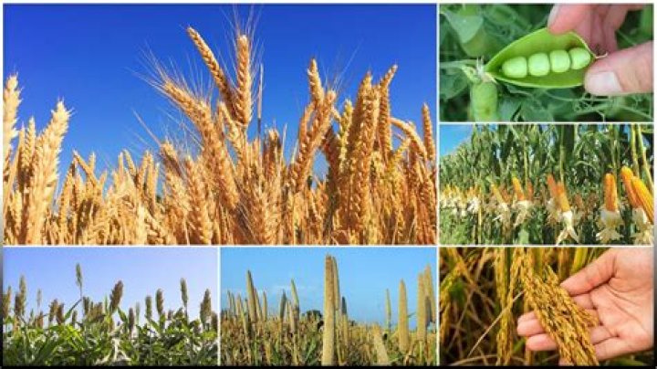 What are the main wheat crops in North Dakota?