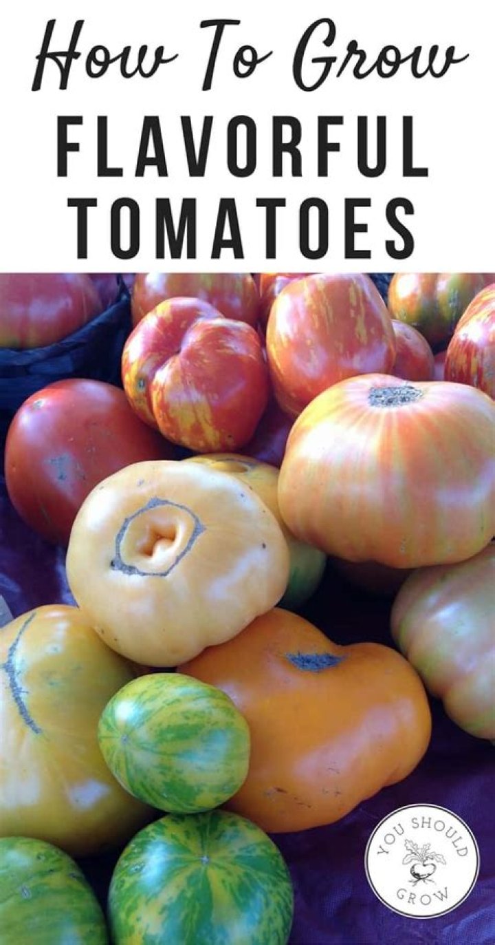 What are the most flavorful tomatoes?