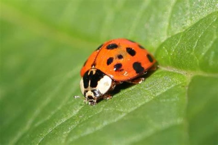 What are the orange bugs that look like ladybugs?