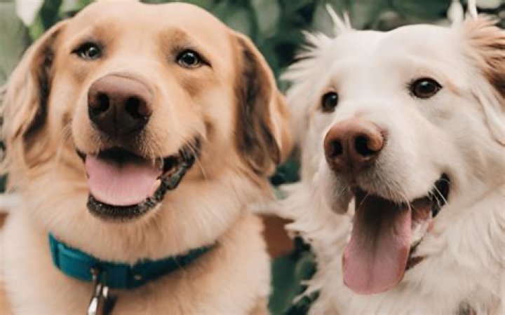 What are the pros and cons of having two dogs?