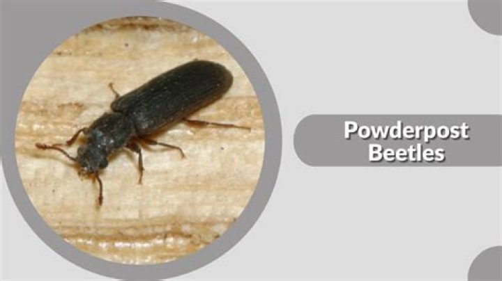What are the signs of powder post beetles?